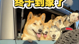 Driving home for the New Year with 9 dogs! Good news: we've arrived home; bad news: the dog is missi