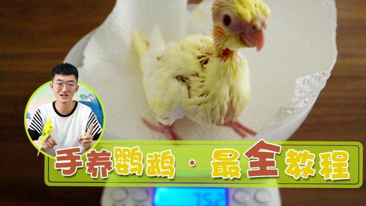 【رأس كبير ولحم طازج】 الدليل الشامل على الإنترنت لتربية الببغاوات يدويًا - جزء إطعام الحليب