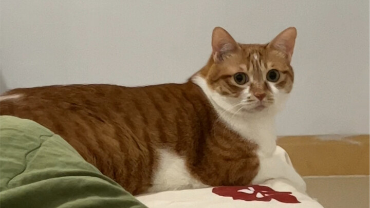 Saat kamu susah tidur, jangan sekali-kali membangunkan kucing yang masih terlelap.