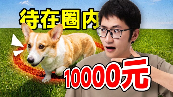 วิดีโอเคลื่อนไหว｜น้องหมาเดินออกจากกรง จนสูญเงินไป 10,000 หยวน...