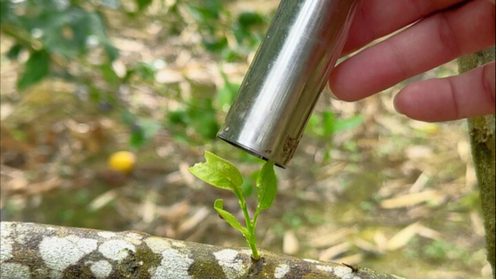 植物嫁接简单、成活率又高的方法