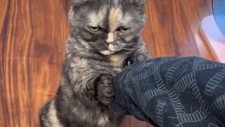 吸吸吸～吸走所有霉运 谢谢怨种小猫！