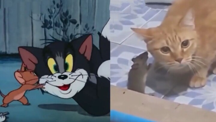 “Tom and Jerry Are Still Climbing the Ranks”