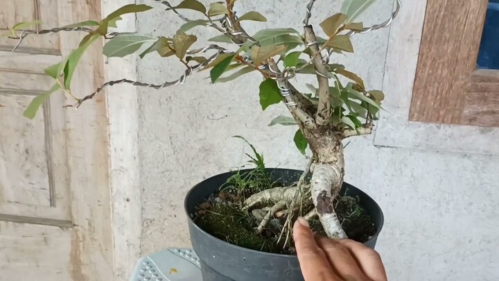 YANG HARUS DI LAKUKAN PADA BAHAN BONSAI DONGKELAN