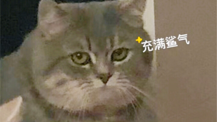 It’s best not to stop your little cat from snuggling; otherwise, you might really struggle to calm t