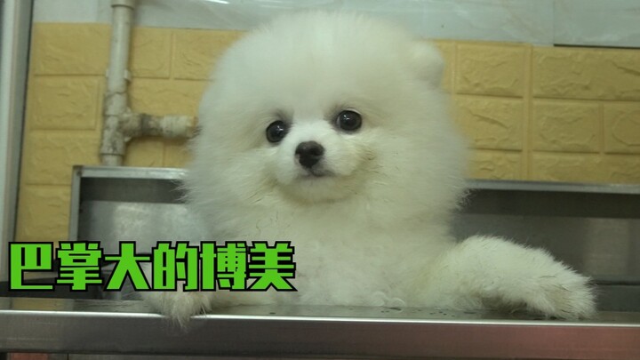 Toko hewan peliharaan memandikan seekor anjing Pomeranian kecil. Terlalu mungil dan manis—si penata 