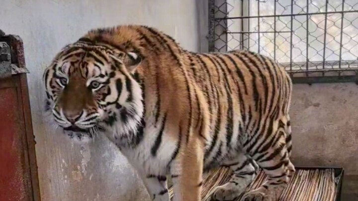 Even when the tiger comes, it still uses these two moves.