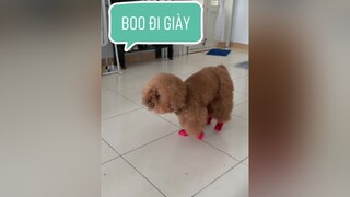 Boo đi giày trông như ngựa đi bộ zậy mn :)))) fyp changshugo boo fun pet yeuthucung thucung boss cuoibebung tiktokvietnam just4fun