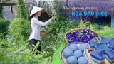 Những món ăn từ Hoa Đậu Biếc ở nam bộ - Khói Lam Chiều #66 | Dishes made with blue pea flowers