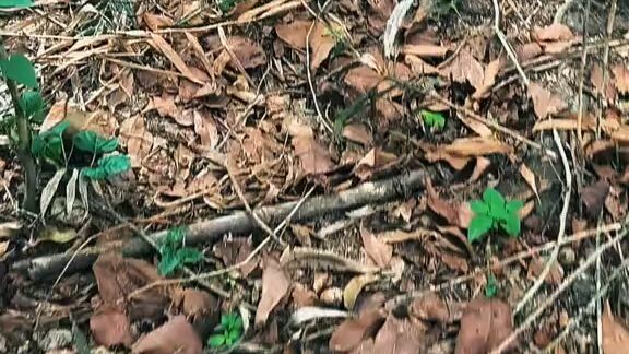 মন দৃশ্য খুব কমই দেখা যায়