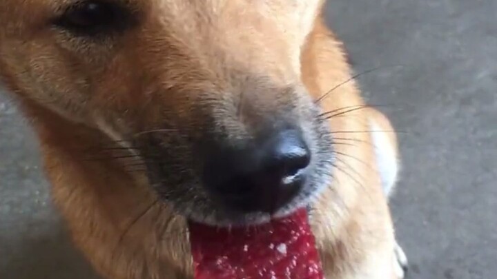 إذا كنت أخًا، فيجب أن نتشارك السعادة معًا!