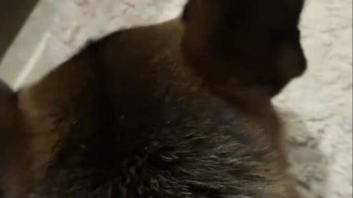 Diam-diam beli anjing kecil yang besar, sudah merencanakannya lama, akhirnya hari ini aku berikan pa