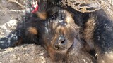 Thú cưng dễ thương | Chó ngao Tây Tạng học tiếng lợn kêu mỗi ngày