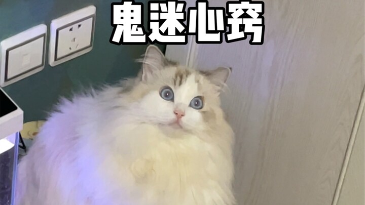 แมวของฉันน่าจะเป็นรูปปั้น