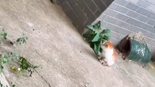 The little kitten ran away, driving the cat mom frantic. When found, it got a scolding and a slap.