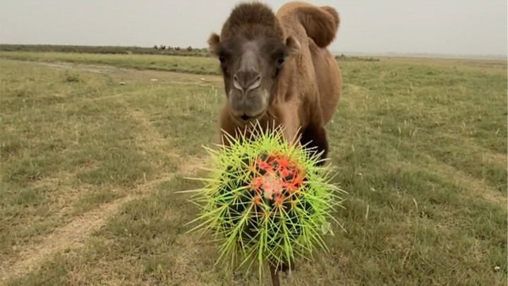 بقي واحد آخر فقط، وما في شي تاني. خلّي كلّه لك!