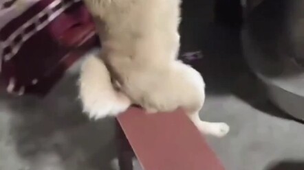 ฉันนั่งโต๊ะเดียวกับหมาเหรอ???