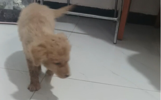 phải làm gì? woo woo woo