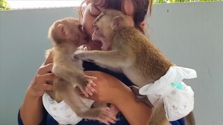 Playful baby monkey Toto & Yaya never missed time always plays with each other