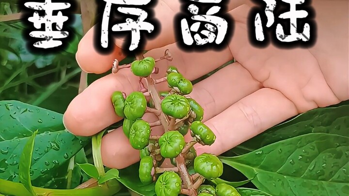 Don't treat it like a treasure—after all, it's just a common weed: the roadside Phytolacca americana