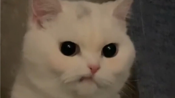 它真的好拽