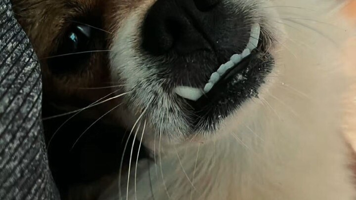 น้องชื่อ โซดา