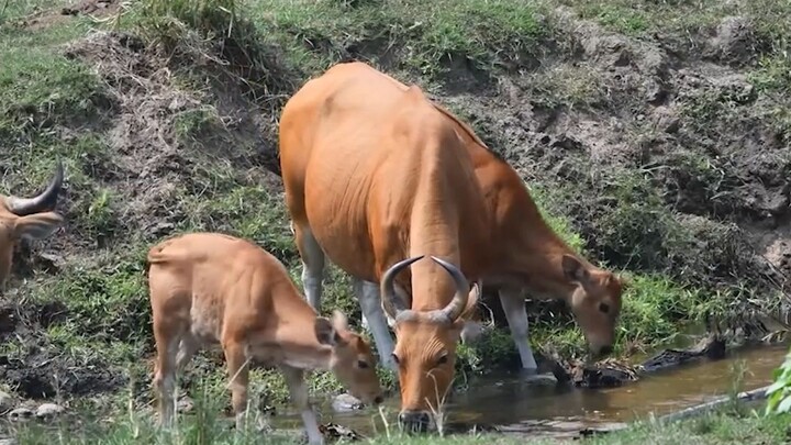 【داي هونغ】 الحيوانات الخمسة من جنس البقر الأكثر أهمية لحياة الإنسان: عرض مفصّل