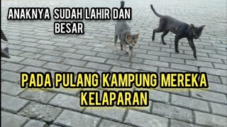 Nasib Keluarga Kucing Jalanan Emperan Ruko Ini Kondisi Mereka Sekarang