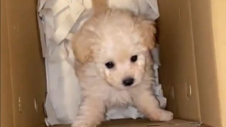 That little puppy’s cuteness is just too much!