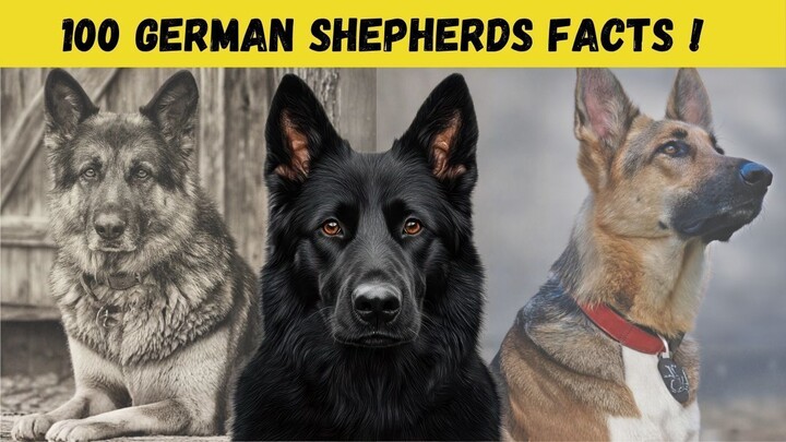 100 Mind-Blowing Facts GERMAN SHEPHERDS That Will Surprise You! 🐶🐾 Discover them!