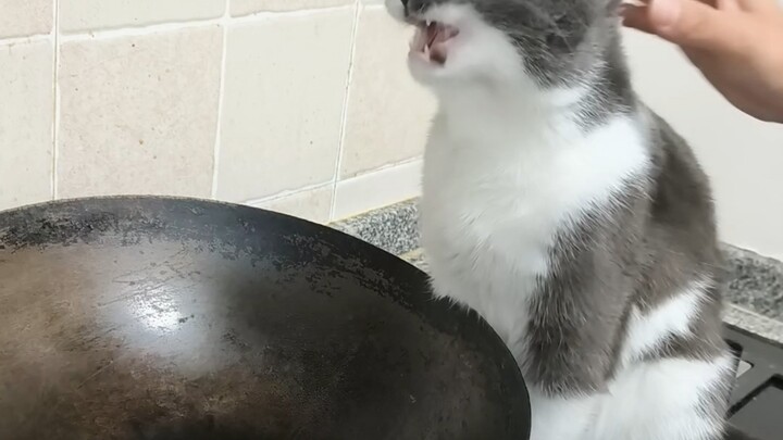 Cat: Put in one pill, puke out one; put in two, puke out a pair…