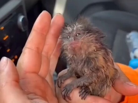 A foreign couple rescued a little monster who had lost its mother during a spring outing, and only a