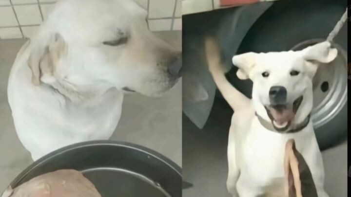 Duoduo the betel nut dog—without betel nut, everything’s just bland.