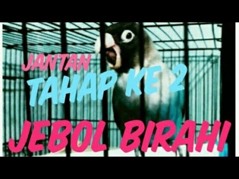 Love bird jantan tahap ke dua jebol birahi
