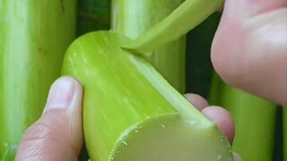 你一定没见过可以手撕的甘蔗…