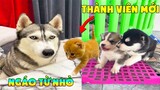 Thú Cưng Vlog | Ngáo Và Ngơ Ham Ăn #11 | Chó ngáo Husky vui nhộn | Smart dog husky pets