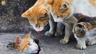 FUNNY CATS, DOGS and other ANIMALS 🐱🐶 New Funniest Animal Videos 2023 😂