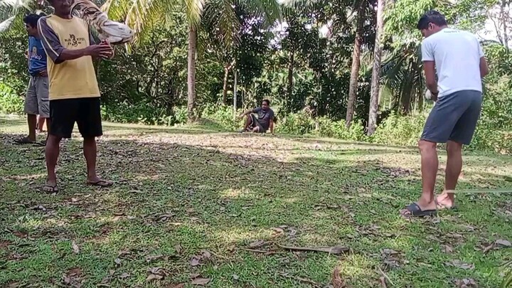 lamang lagi sa tupada kahit year old na Ang kalaban 4xwin na