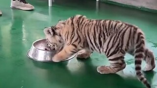 小熊幼崽有多烦人？