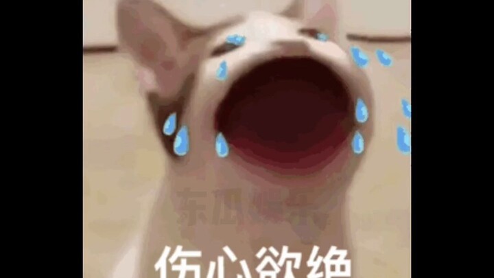 So this is why White Rabbit candy gets hard!