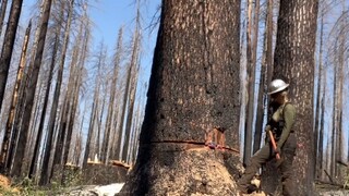 原声欣赏伐木工日常：砍倒一棵树