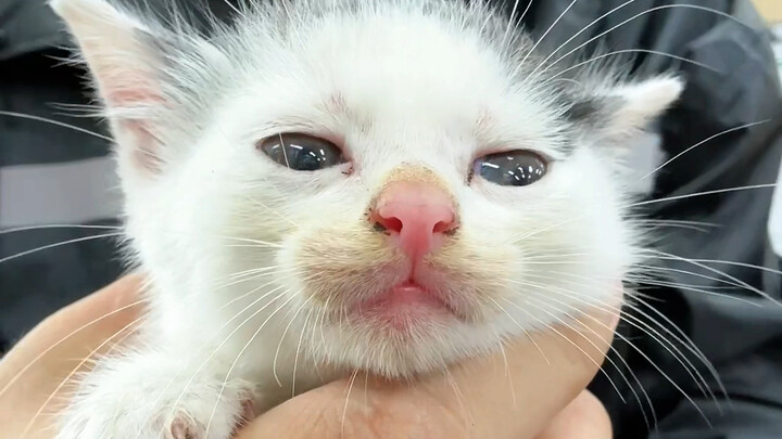 Cách “lột xác” cho mèo đức! Nhặt được một bé mèo con về nhà chỉ 7 ngày mà tính cách đã thay đổi hoàn