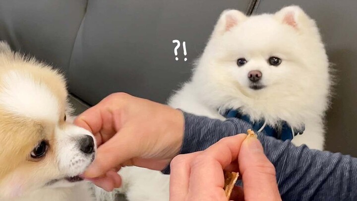 Poor thing~ The little doggy neglected by his dad