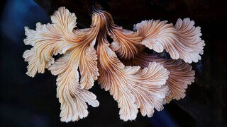 野生菌有的是食用菌，有的是毒蘑菇，小蘑菇很美，野生蘑菇需辨别