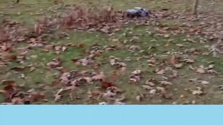 รถคันนี้ดีนะ "พาหมา" ไปเดินเล่น