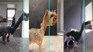 ไทม์วาร์ปสแกนจูราสสิค -  Compilation Dog And Cat อาณาจักรสัตว์เลี้ยง