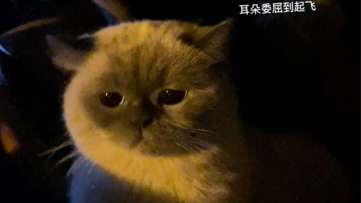 Huhu the cat is definitely the cutest!