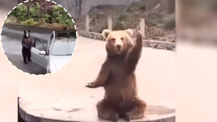 Panda: Ayo sini, sini!