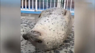 The Seal: Belly "Play"