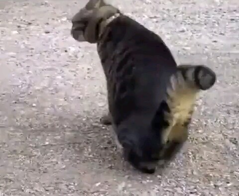 Is this cat okay? It did a backflip without making a sound.